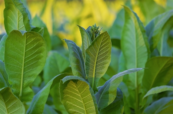 AGRINSIEME: MANOVRA, CON L’AUMENTO DELLE ACCISE SULLE SIGARETTE PESANTI RICADUTE SUL SETTORE DEL TABACCO; SERVE UNA TASSAZIONE EQUA DI TUTTI I PRODOTTI DEI TABACCHI LAVORATI